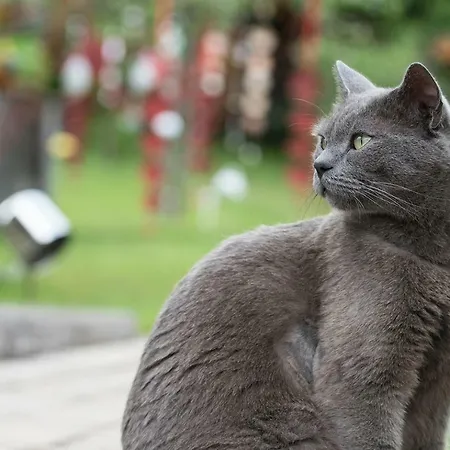 Dora * Боденсдорф