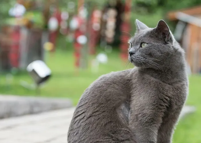 Dora * בודנסדורף